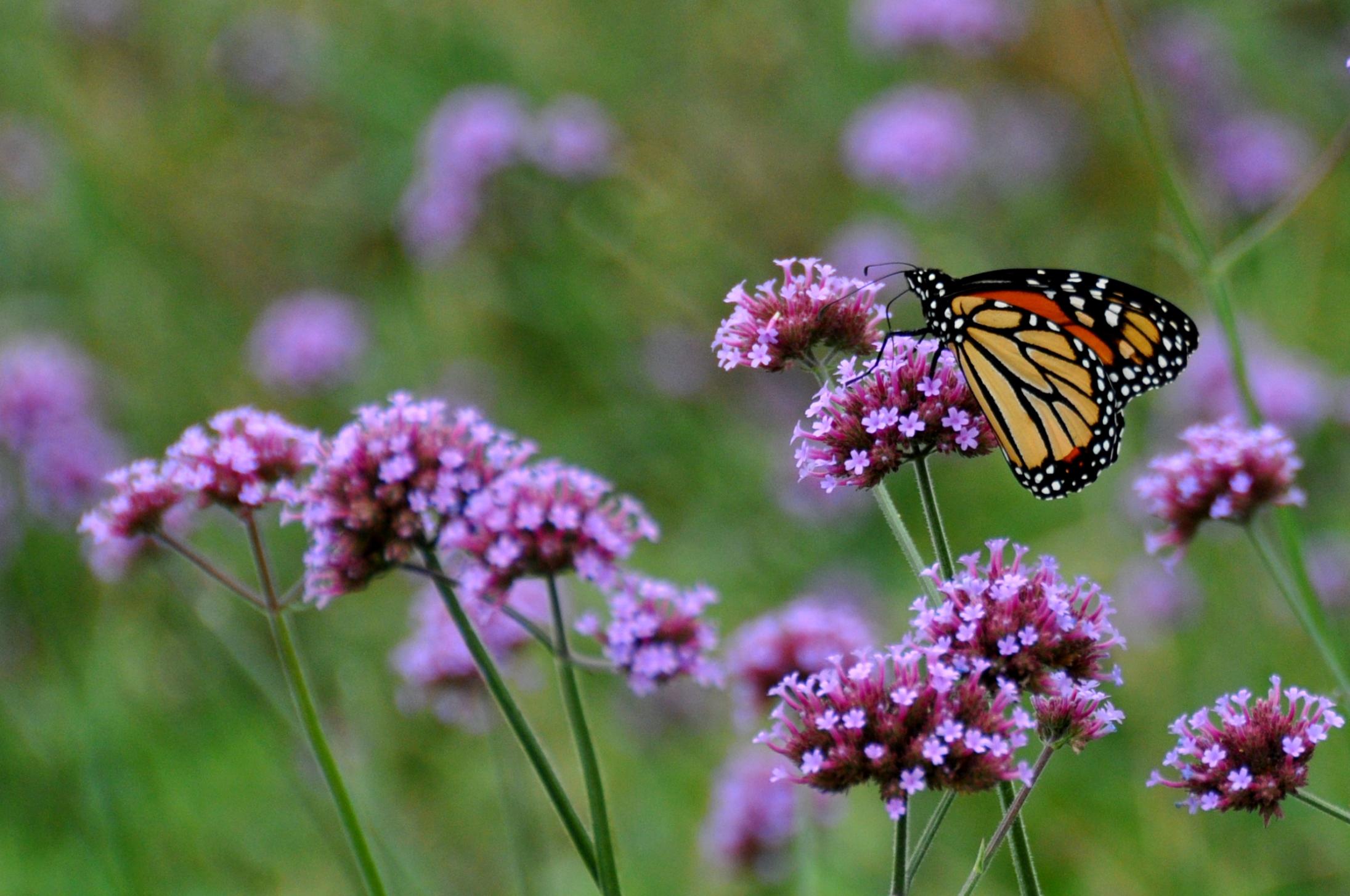 save-the-monarch-butterfly-plant-milkweed-chicago-news-wttw